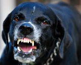 Let us solve your dog bite case so you can move on with your life.